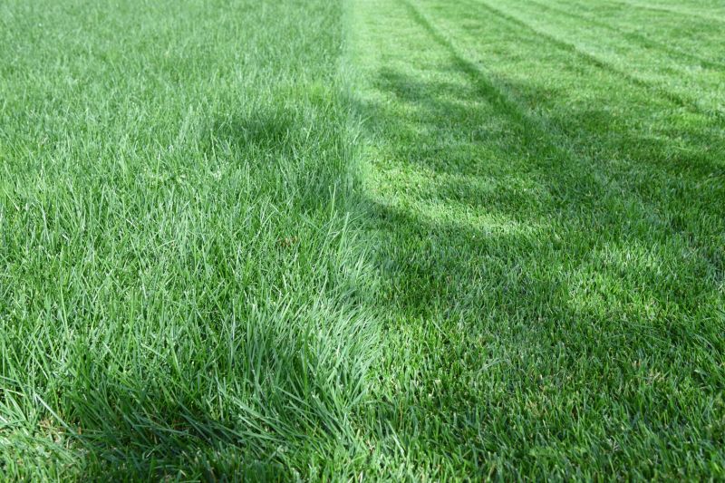 Trimmed Lawn Edges