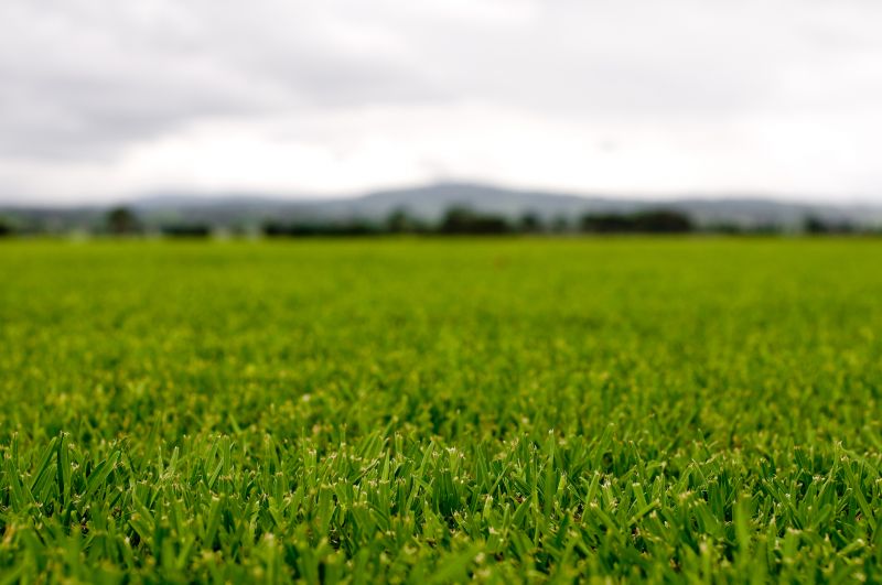 Healthy Grass After Mowing