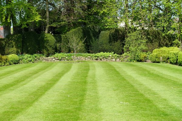 Cost of Grass Care Service in Gilbert